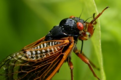 US, environment, animal, cicadas