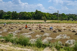 Philippines, agriculture, rice, biotechnology